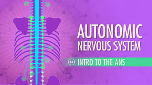 Crash Course Anatomy & Physiology Autonomic Nervous System