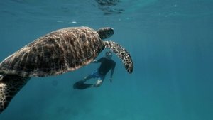 Image Tracking Green Turtles in the Great Barrier Reef