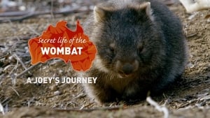 Secret Life of the Wombat A Joey's Journey