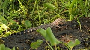 Swamp People Hungry, Hungry Gators