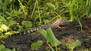 Image Hungry, Hungry Gators