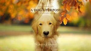 A Dog’s Purpose 2017