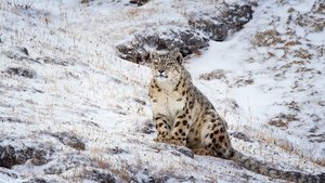 Disneynature: Nacidos en China (2016) HD 1080p Latino