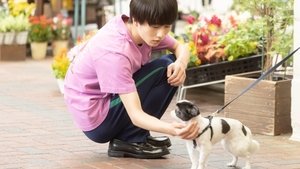 Chihayafuru: Ciclo Completo 1×8