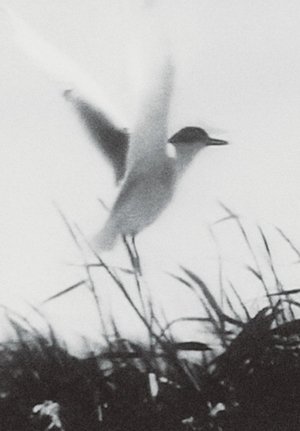 Inhabitants