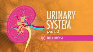 Crash Course Anatomy & Physiology Urinary System, Part 1