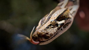 Python Invasion