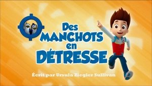Des Manchots en détresse