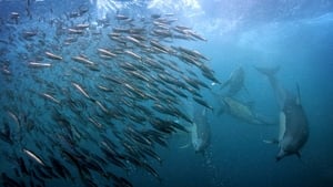 Great Blue Wild Life in the Food Chain