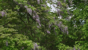 Little Forest: Winter/Spring