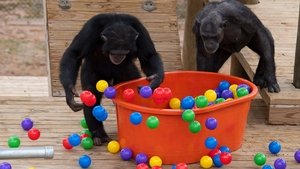 A Vida Secreta dos Chimpanzés: 1×6