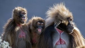 Éthiopie, le toit de l’Afrique