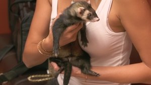 My Ferret Ate What?