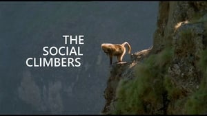 The Life of Mammals Social Climbers