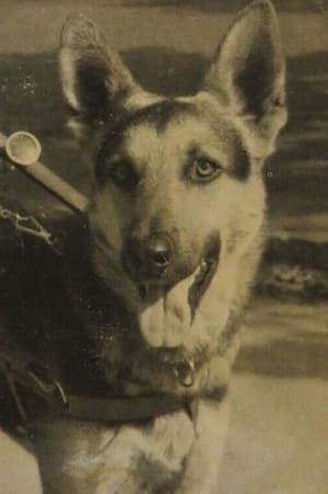Poster Der Blinde und sein Hund 1951