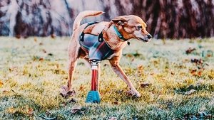 Buddy the Chihuahua