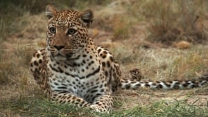 El fin de los grandes felinos Leopard: The Hunted Hunter