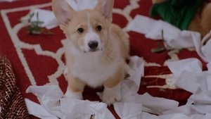 A Very Corgi Christmas 2019