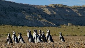 Patagonia: Life on the Edge of the World The Desert Coast