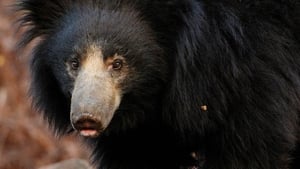 Into the Wild: India A Sloth Bear's Dilemma