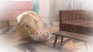 Cochon dingue: 1×19