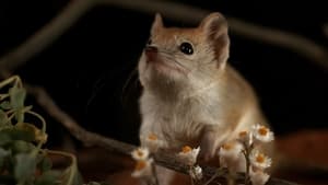 Australia's Wild Odyssey Arteries and Veins