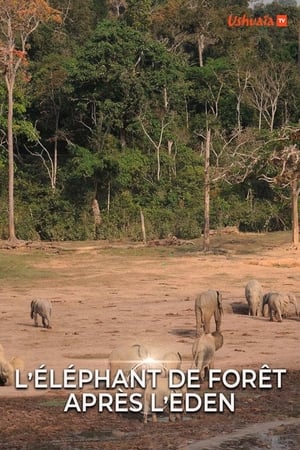 Image L' éléphant de forêt après l'éden