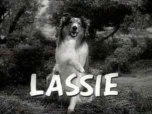 Image Lassie and the Buffalo