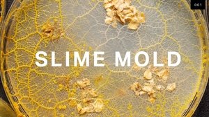 What self-driving cars can learn from brainless slime mold