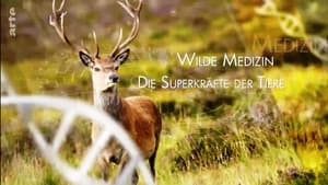 Wild Medicine: Animals' Superpowers