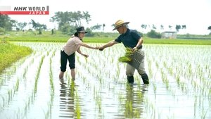 Journeys in Japan: 13×16