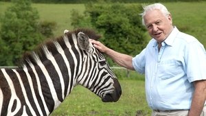 David Attenborough's Natural Curiosities Seeing the Pattern