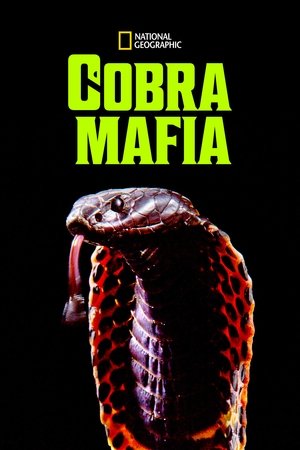 Poster Cobra Mafia (2015)