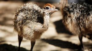 Ostrich – A Life On The Run