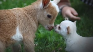 poster Unlikely Animal Friends