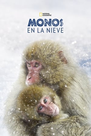 Poster Wild Japón: monos de la nieve 2014