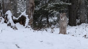 Vie sauvage à la frontière canado-américaine