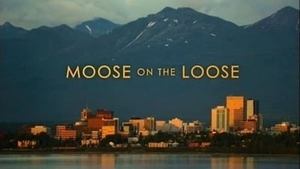 Moose On The Loose