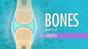 Crash Course Anatomy & Physiology Joints