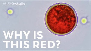 The Colors of the Microcosmos still