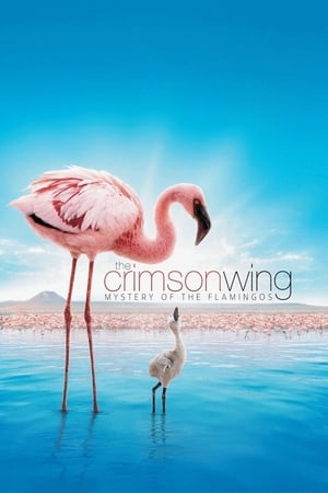 The Crimson Wing: Mystery of the Flamingos cover