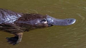 How Do Animals Do That? Puppy Dog Eyes and Weird Platypus