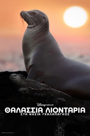 Image Θαλάσσια Λιοντάρια στα Νησιά Γκαλαπάγκος