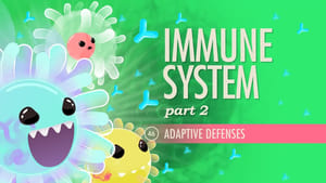 Crash Course Anatomy & Physiology Immune System, Part 2