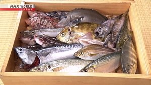 Unused Fish