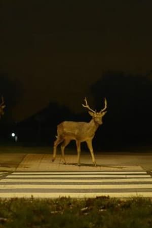 Canon: Urban Deer film complet