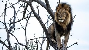 Nature Okavango: River of Dreams: Limbo