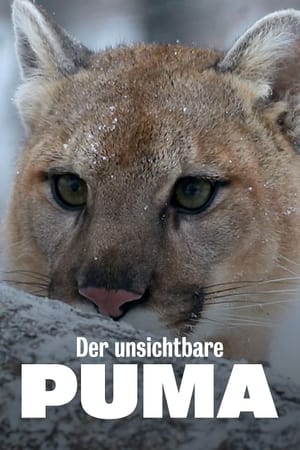 Image Der unsichtbare Puma - Ein Besucher in Frankreichs Wäldern?