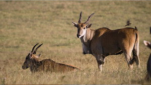 Africa: Safaris and Bargains / India: Living in 50°C Heat