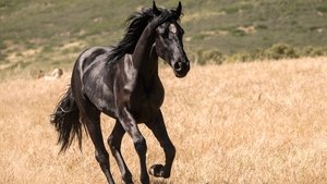 Black Beauty – Autobiografia di un cavallo